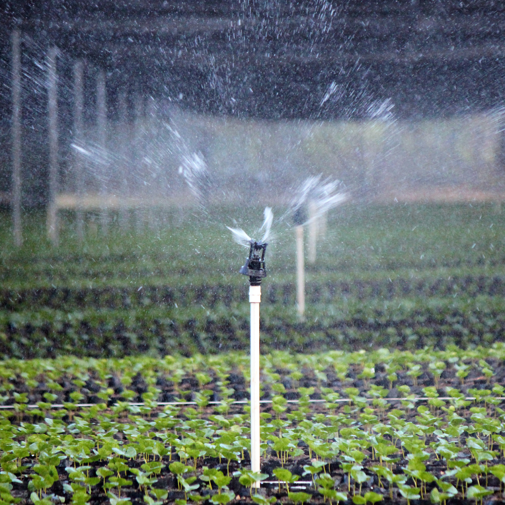 Wobbler Xcel Sprinkler 18° Trajectory White Top 20mm (3/4")